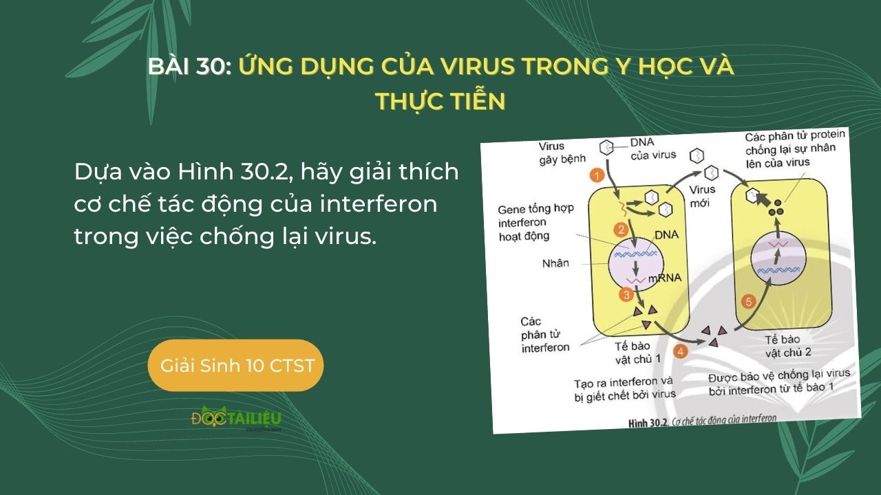 Cơ chế tác động của interferon trong việc chống lại virus