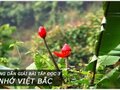 Hướng dẫn giải bài tập đọc Nhớ Việt bắc trang 116 Tiếng Việt 3