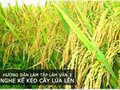 Hướng dẫn làm Tập làm văn 3 Nghe kể Kéo cây lúa lên