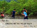 Tập đọc : Trồng rừng ngập mặn