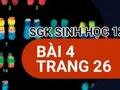 Đáp án bài 4 trang 26 sách giáo khoa sinh học 12