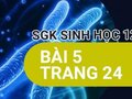 Giải bài 5 trang 24 sách giáo khoa sinh học lớp 12