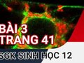 Giải bài 3 trang 41 sách giáo khoa sinh học lớp 12