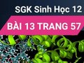 Giải sinh lớp 12: Đáp án bài 13 trang 57 SGK sinh học