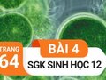 Đáp án bài 4 trang 64 sách giáo khoa sinh học 12