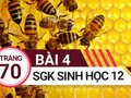 Đáp án bài 4 trang 70 sách giáo khoa sinh học 12
