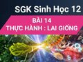 Thực hành: Lai giống bài 14 chương 2 SGK Sinh học lớp 12