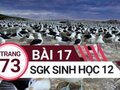 Giải bài 17 trang 73 sách giáo khoa sinh học lớp 12