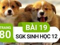 Đáp án bài 19 trang 80 sách giáo khoa sinh học 12