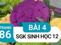 Đáp án bài 4 trang 86 sách giáo khoa sinh học 12 