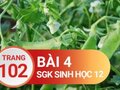 Đáp án bài 4 trang 102 sách giáo khoa sinh học 12