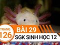 Giải bài 29 trang 126 sách giáo khoa sinh học lớp 12