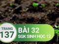 Đáp án bài 32 trang 137 sách giáo khoa sinh học 12