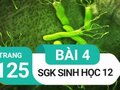 Giải sinh lớp 12: Đáp án bài 4 trang 125 SGK sinh học