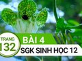 Giải bài 4 trang 132 sách giáo khoa sinh học lớp 12
