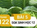 Giải bài 5 trang 122 sách giáo khoa sinh học lớp 12
