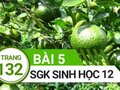 Giải sinh lớp 12: Đáp án bài 5 trang 132 SGK sinh học