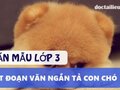 Tả con chó lớp 3: Top 3 bài văn tả con chó hay của học sinh lớp 3