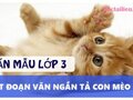 Những đoạn văn tả con mèo lớp 3 ngắn nhất