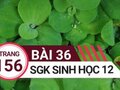 Giải sinh lớp 12: Đáp án bài 36 trang 156 SGK sinh học