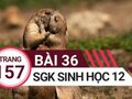 Đáp án bài 36 trang 157 sách giáo khoa sinh học 12