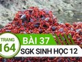 Giải sinh lớp 12: Đáp án bài 37 trang 164 SGK sinh học