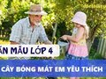 Tả cây bóng mát mà em yêu thích