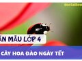 Tả cây hoa đào ngày Tết