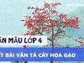 Tả cây hoa gạo