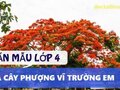 Top 3 bài văn tả cây phượng lớp 4 đạt điểm cao