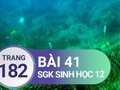 Đáp án bài 41 trang 182 sách giáo khoa sinh học 12