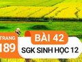 Giải bài 42 trang 189 sách giáo khoa sinh học lớp 12