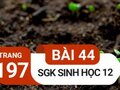 Giải bài 44 trang 197 sách giáo khoa sinh học lớp 12