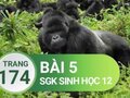 Giải bài 5 trang 174 sách giáo khoa sinh học lớp 12