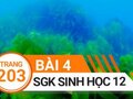 Giải bài 4 trang 203 sách giáo khoa sinh học lớp 12