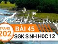 Đáp án bài 45 trang 202 sách giáo khoa sinh học 12