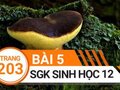 Giải sinh lớp 12: Đáp án bài 5 trang 203 SGK sinh học