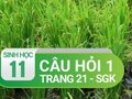 Câu hỏi thảo luận 1 trang 21 SGK Sinh 11