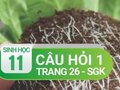 Câu hỏi thảo luận 1 trang 26 SGK Sinh 11