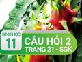 Câu hỏi thảo luận 2 trang 21 SGK Sinh 11