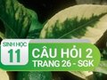 Câu hỏi thảo luận trang 26 SGK Sinh 11
