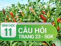 Câu hỏi thảo luận trang 23 SGK Sinh 11