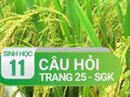 Câu hỏi thảo luận trang 25 SGK Sinh 11