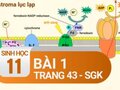 Câu 1 trang 43 SGK Sinh học 11