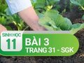 Câu 3 trang 31 SGK Sinh học 11