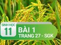 Câu 1 trang 27 SGK Sinh học 11