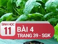 Câu 4 trang 39 SGK Sinh học 11