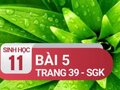 Câu 5 trang 39 SGK Sinh học 11