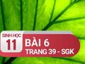 Câu 6 trang 39 SGK Sinh học 11
