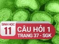 câu hỏi thảo luận 1 trang 37 SGK sinh 11